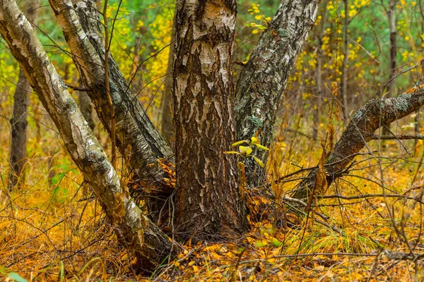 Bir sonbahar ormanda closeup huş ağacı — Stok fotoğraf