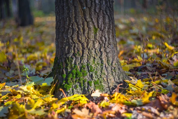 Närbild träd fat i en skog — Stockfoto