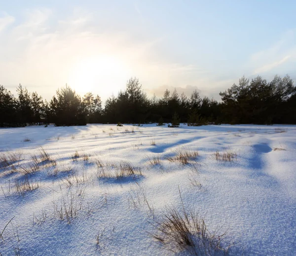 Vinter insnöad skog på solnedgången — Stockfoto