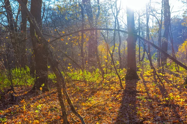 Floresta de outono em raios de sol — Fotografia de Stock