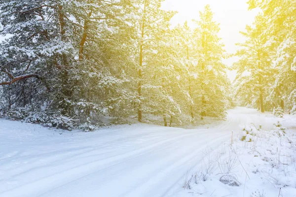 Зимний снежный лес в лучах солнца — стоковое фото