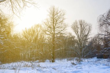 gün batımında kış orman