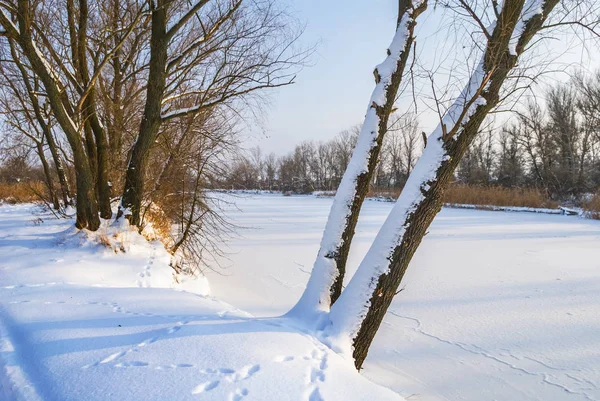 Paisaje tranquilo bosque nevado invierno —  Fotos de Stock