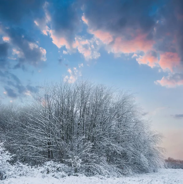 Одне снігове дерево на вечірньому фоні неба — стокове фото