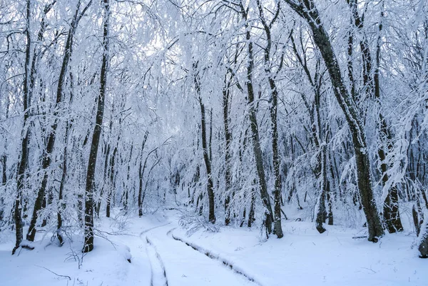 Calme hiver forêt enneigée — Photo
