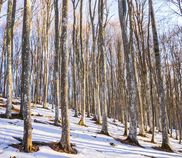 Floresta de faia de inverno em uma neve — Fotografia de Stock