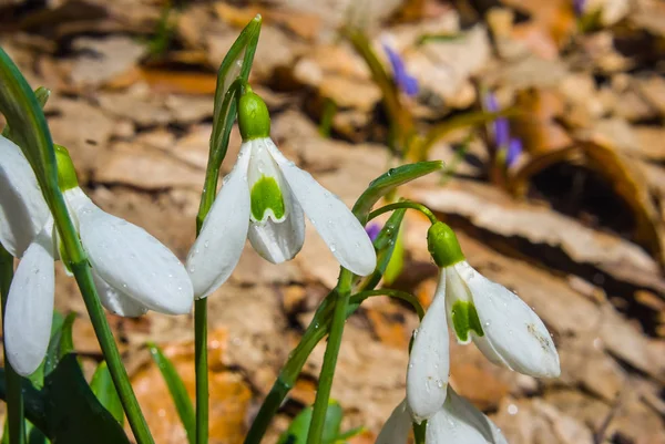 bir bahar ormandaki closeup beyaz kardelen