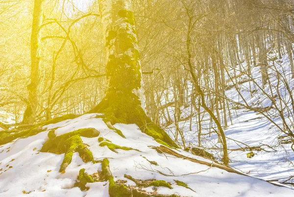Zimní zasněžený les v paprscích slunce — Stock fotografie