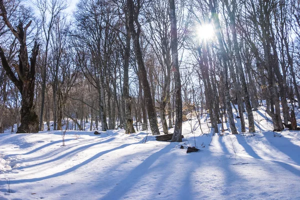 Wunderschöner schneebedeckter Winterwald in einem Sonnenstrahl — Stockfoto