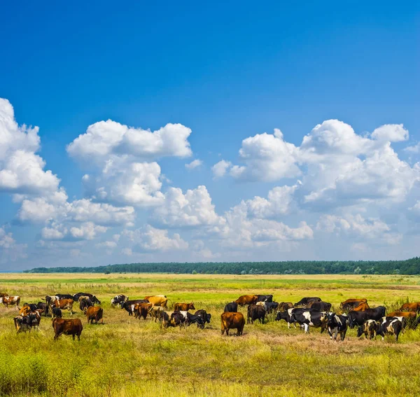 Bruine koe beslag in een prairie — Stockfoto