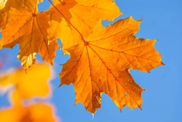 Closeup red dry maple leaves on a blue sky background — Stock Photo, Image
