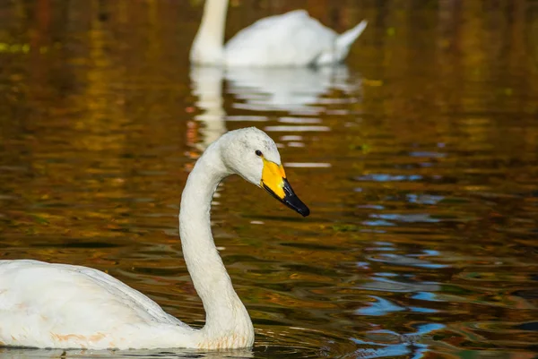 Primer plano cisne blanco en un agua —  Fotos de Stock