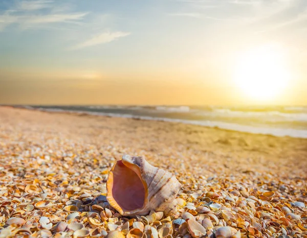 gün batımında deniz kıyısında closeup deniz kabuğu