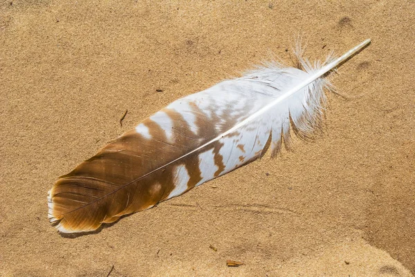 White bird feather on a sand background Royalty Free Stock Images