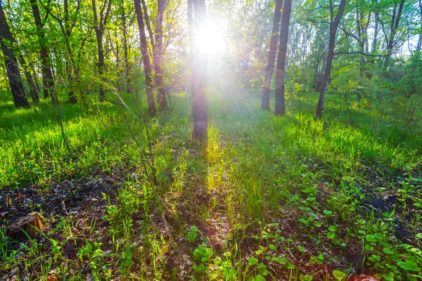 Pădurea verde de vară într-o rază de soare — Fotografie, imagine de stoc