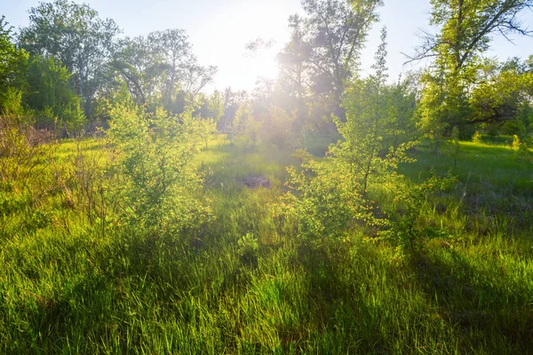 Mooie zomerse groene bos bij de zonsondergang — Stockfoto