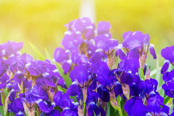 Belas flores violetas em uma luz solar — Fotografia de Stock