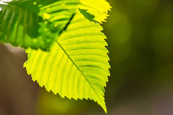 Närbild gröna blad på en trädgren — Stockfoto