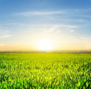 gün batımında yeşil kırsal alan manzara