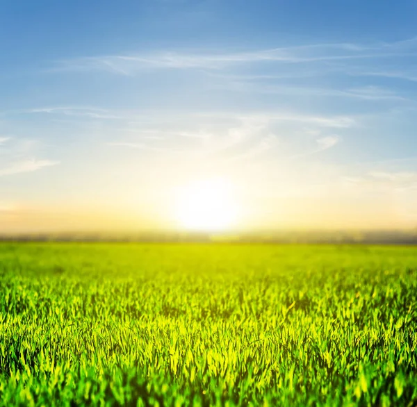 gün batımında yeşil kırsal alan manzara