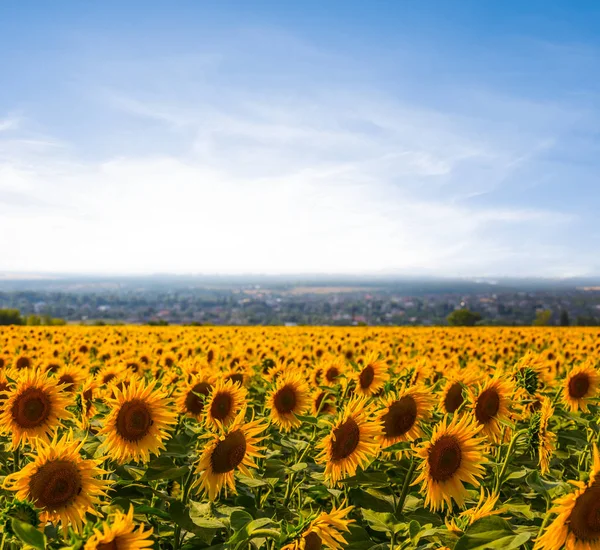 Sonnenblumenfeld am frühen Morgen — Stockfoto