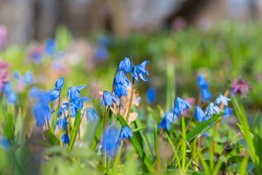 bir ormandaki güzel mavi çiçekler
