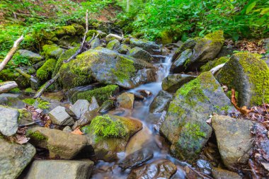 güzel closeup mountain brook