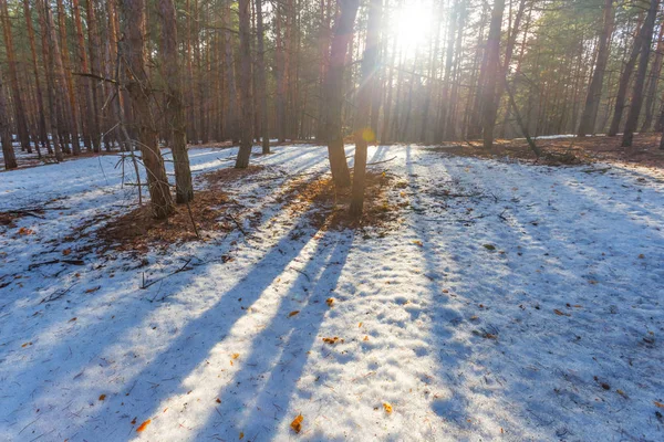 Inverno pinhal floresta ina raios de sol — Fotografia de Stock