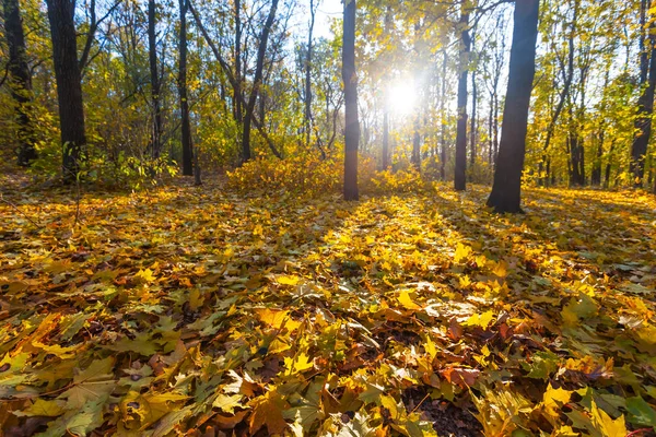 Belle perk d'automne dans un rayon de soleil — Photo