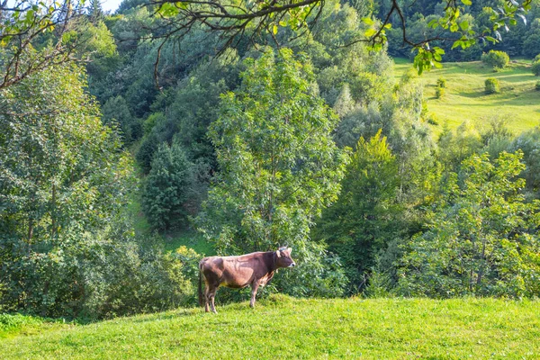 Hnědá kráva mezi zeleným mýtině — Stock fotografie