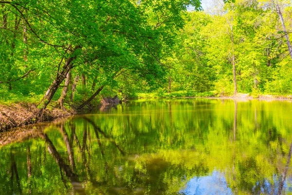 Hermoso lago de verano en un bosque — Foto de Stock