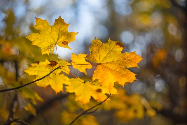 Gros plan branche d'arbre d'automne avec des feuilles sèches — Photo