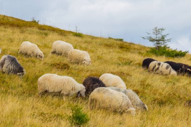 gemi sürüsü bir çim bir dağ yamacında