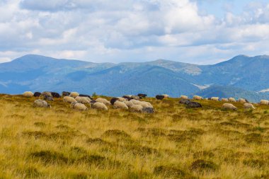 gemi sürü arasında bir dağ Plato