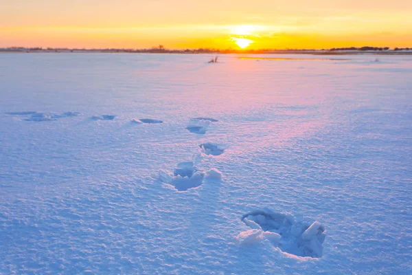 Coucher de soleil calme sur une plaine enneigée — Photo