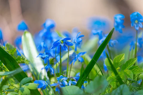 Closeup blue bell flowers in a forest — Stock Photo, Image