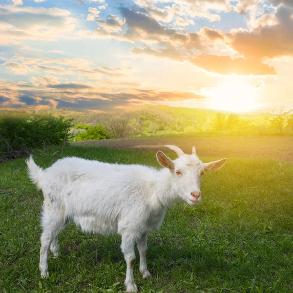 Біла коза на зеленому полі на заході сонця — стокове фото