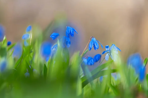 Closeup blue spring bell flowers — Stock Photo, Image