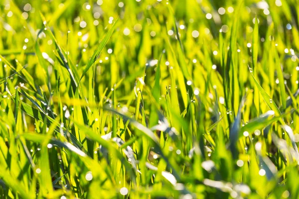 Closeup zelené trávě pozadí — Stock fotografie