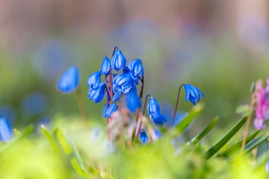 bir bahar orman portre mavi çiçekler