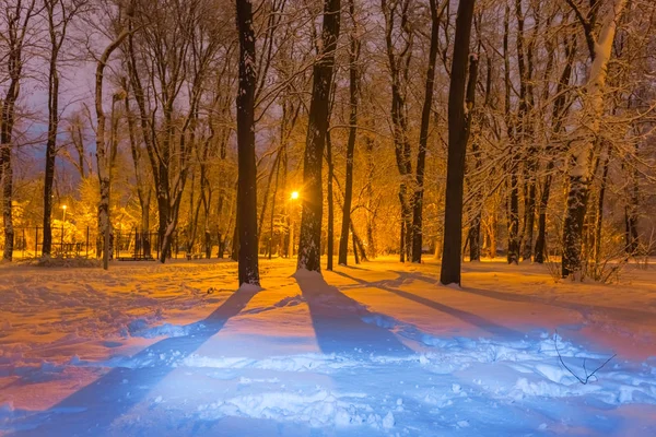 Parc enneigé d'hiver sur la scène de nuit — Photo