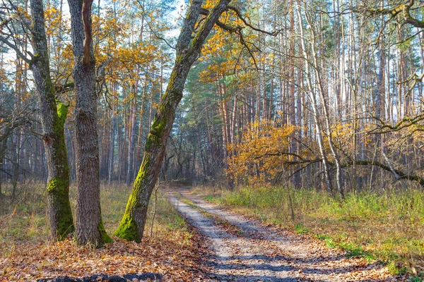 Cichej jesień las krajobraz — Zdjęcie stockowe