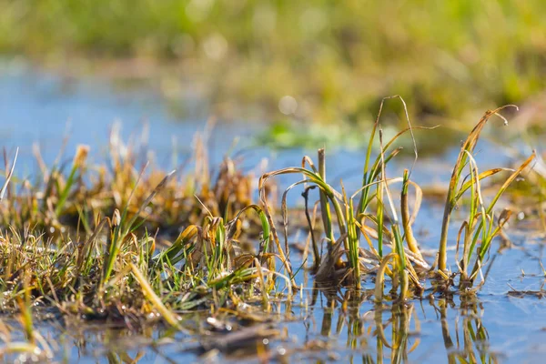 tatlı su dolu yeşil alan