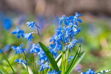 bir ormandaki closeup mavi bahar çan çiçeği