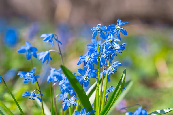 bir ormandaki closeup mavi bahar çan çiçeği