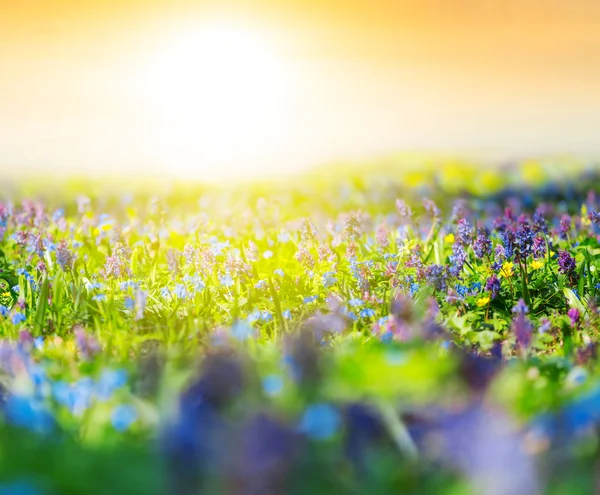 Primo piano fiore radura al tramonto — Foto Stock