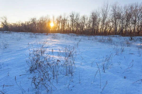 winter snowbound plain at the sunset