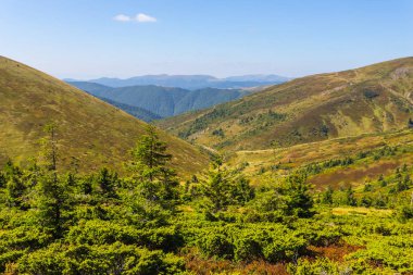 küçük çam ağacı orman bir dağ Vadisi