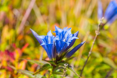 tatlı güzel mavi çiçek