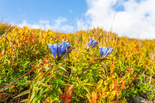Bush with flowers on a hill slope — Stock Photo, Image